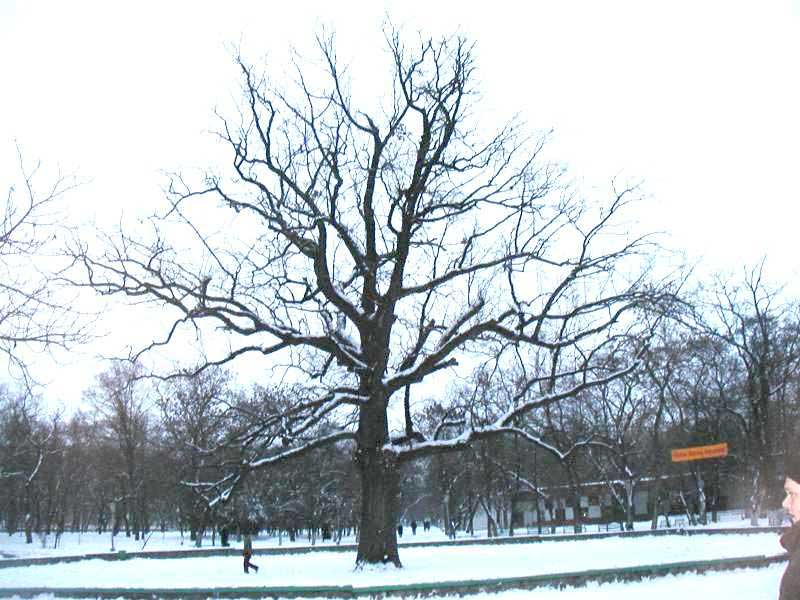 Знаменитый дуб в парке одиноко раскинул могучие ветви